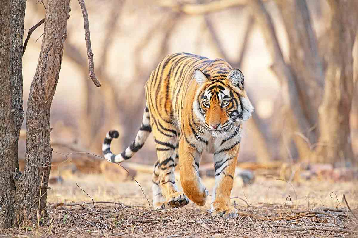 Tijger - Fotoreis India - Sneeuwluipaarden