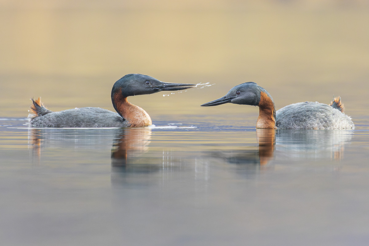 Great Grebe Lennart Verheuvel (2) Vossenfotografie Matt Maran