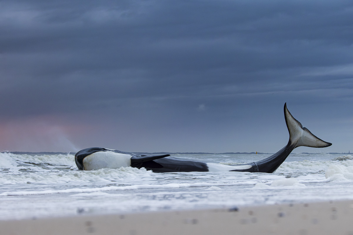 Orka op het strand van Cadzand - Lennart Verheuvel - nature talks photo festival Vossenfotografie Matt Maran