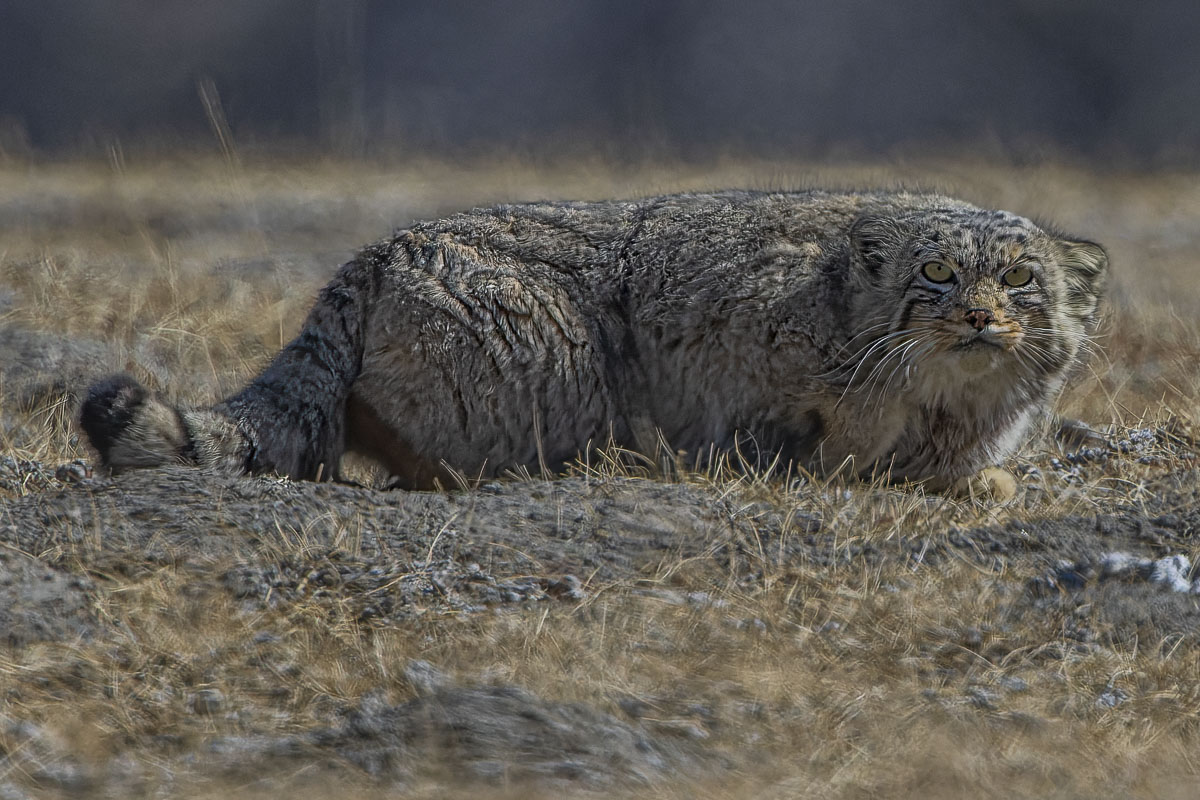 Pallas Cat Lennart Verheuvel Vossenfotografie Matt Maran