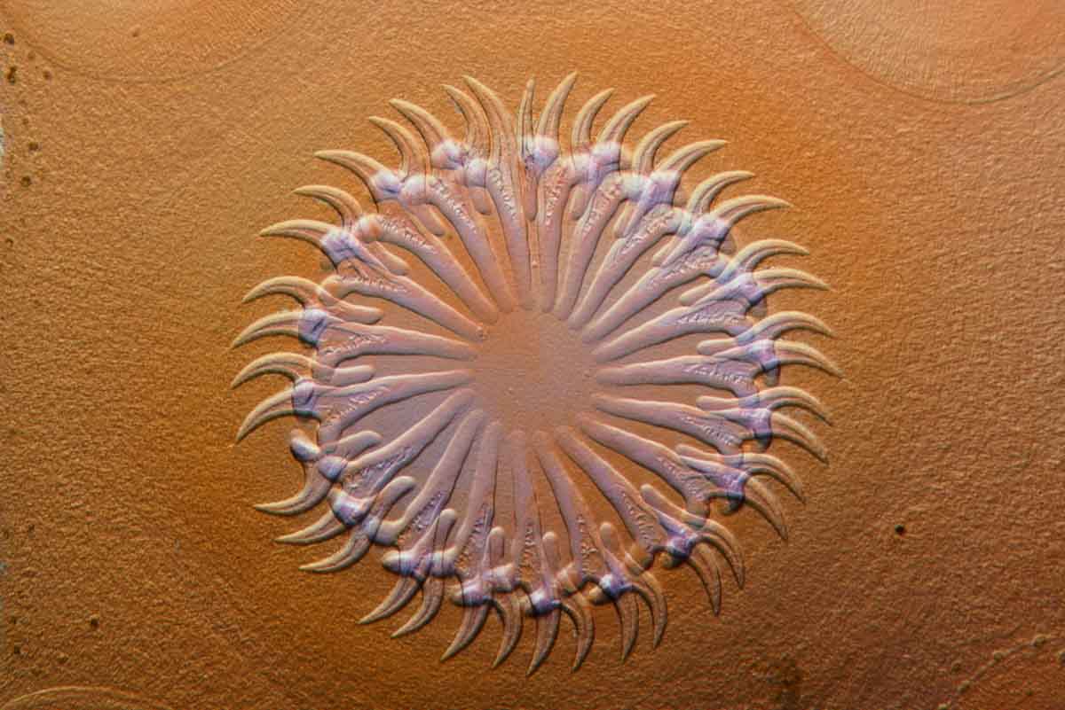 Tapeworm - david maitland - nature talks photo festival