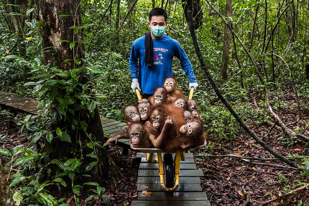 baby orang oetang in een kruiwagen -joan de la malla- nature talks photo festival Foto van twee ijsvogels gemaakt door fotograaf Herman van der Hart