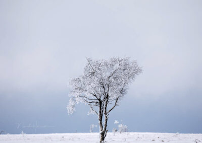 besneeuwde boom in een besneeud landschap - nando harmsen