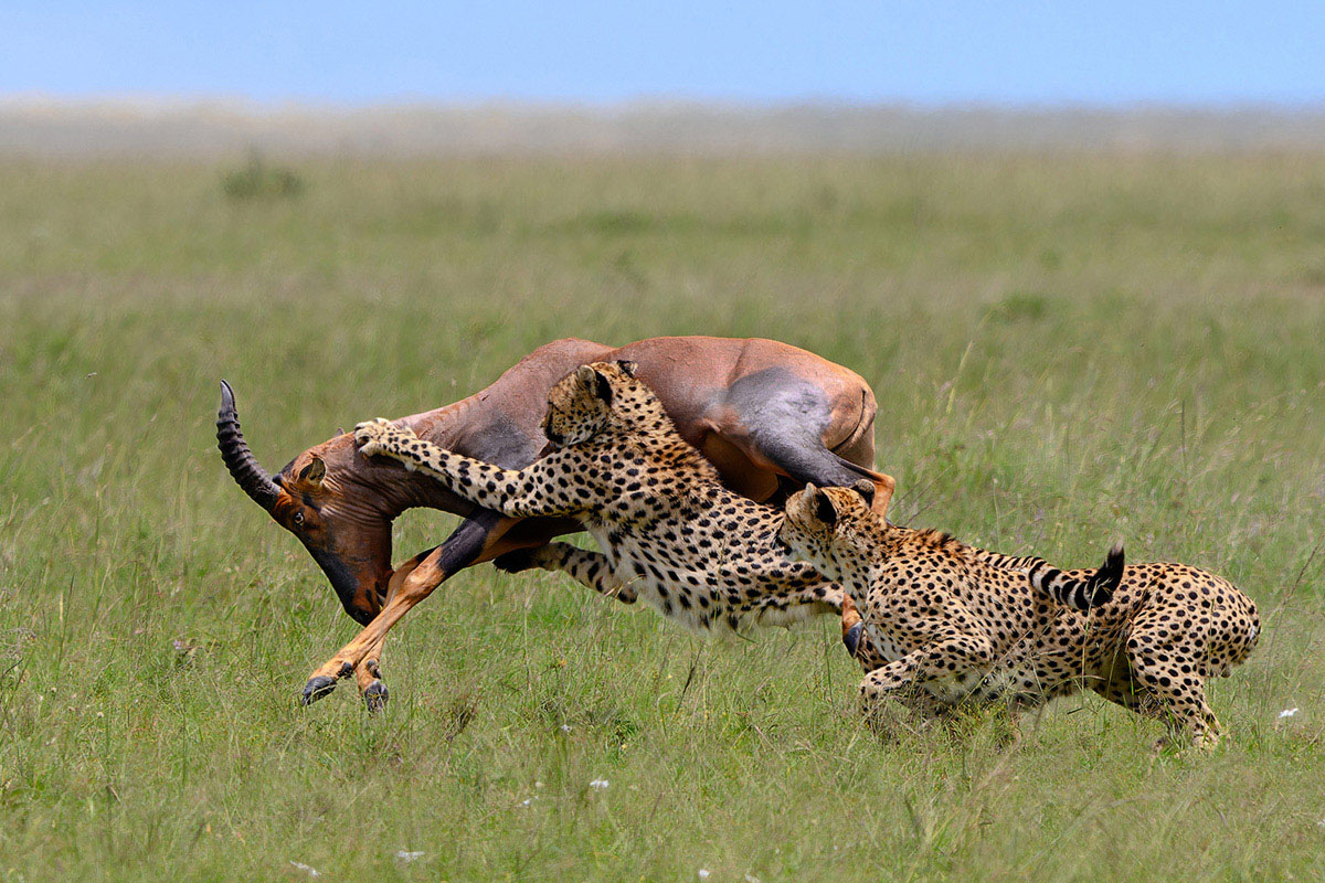 cheeta's grijpen een antiloop- Yvette-van-Bommel- nature talks photo festival Wederopstanding gemaakt door fotograaf Marsel van Oosten bij Nature Talks Fotofestival