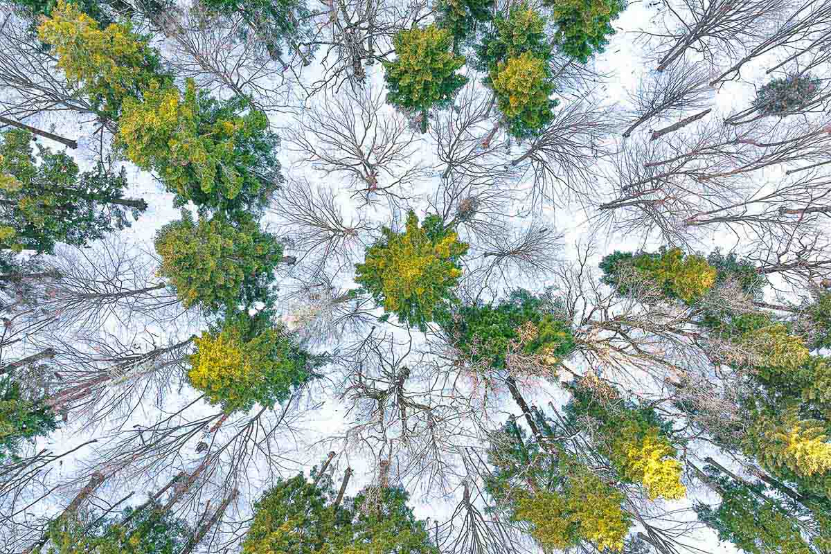 droneshot van een bos - Gheorghe Popa- nature talks photo festival Cuejdel meer foto gemaakt door fotograaf Gheorghe Poppa Nature Talks Fotofestival