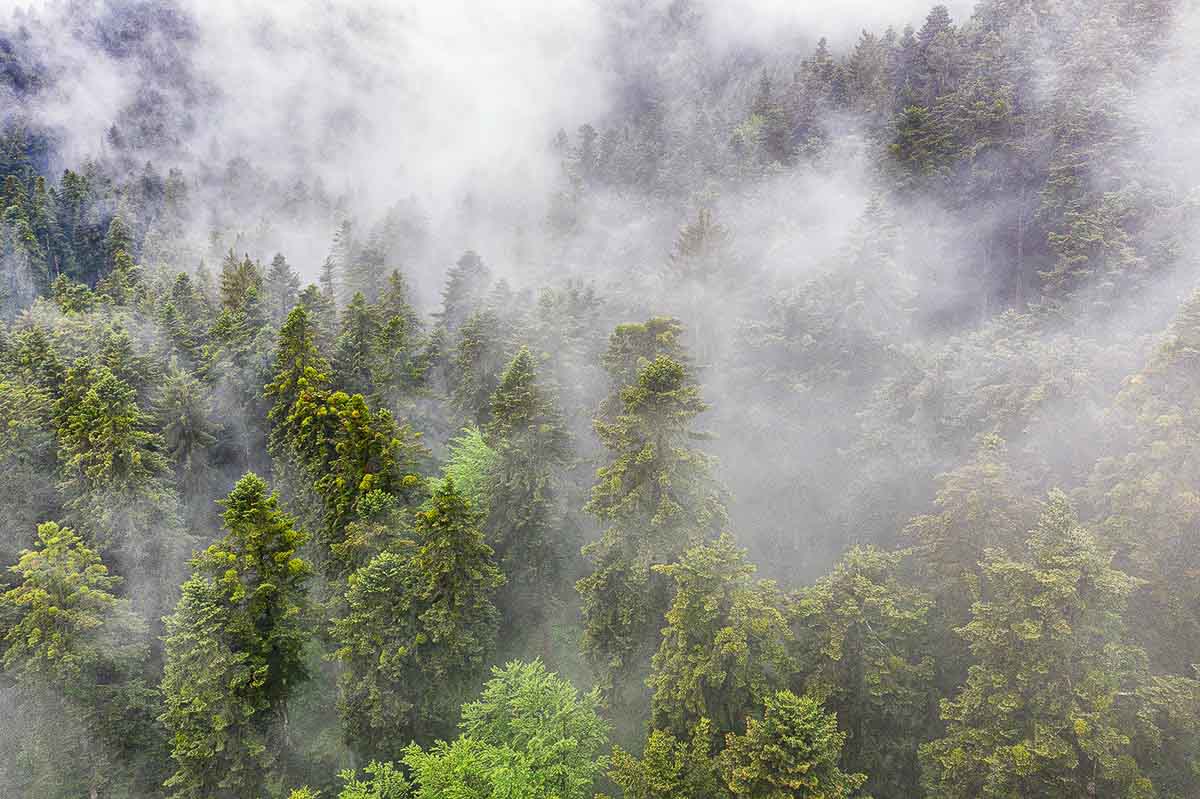 droneshot van een bos in de mist - Gheorghe Popa - nature talks photo festival Cuejdel meer foto gemaakt door fotograaf Gheorghe Poppa Nature Talks Fotofestival