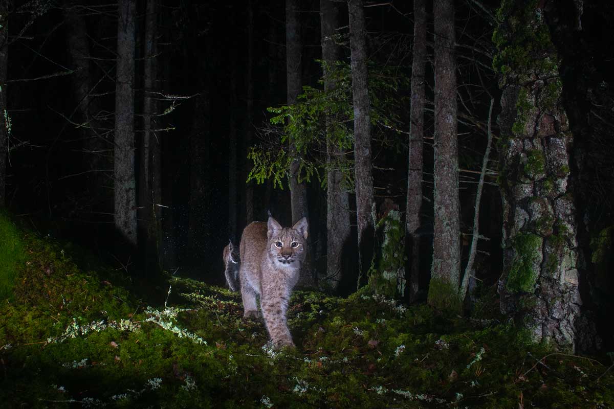 een lynx loopt door het bos in de nacht - Felix Heintzenberg - nature talks photo festival Wederopstanding gemaakt door fotograaf Marsel van Oosten bij Nature Talks Fotofestival