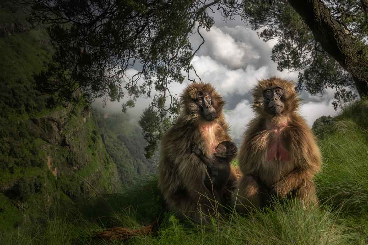 gelada bavianen - marco gaiotti - NPOTY Muskusossen gefotografeerd door Marco Gaiotti