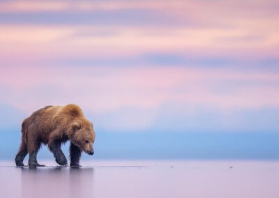 grizzly beer lopend over het water - tin man lee - NPOTY