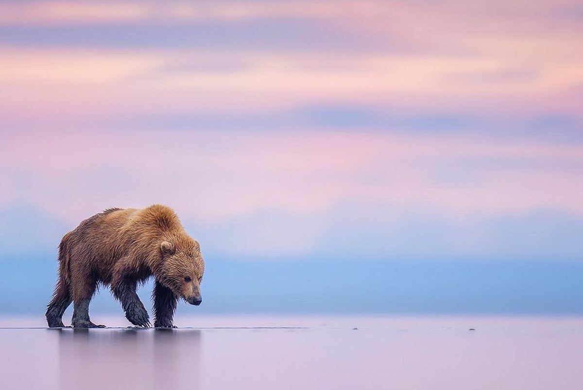 Autumn hide Emanuele Biggi Nature Talks Photo Festival