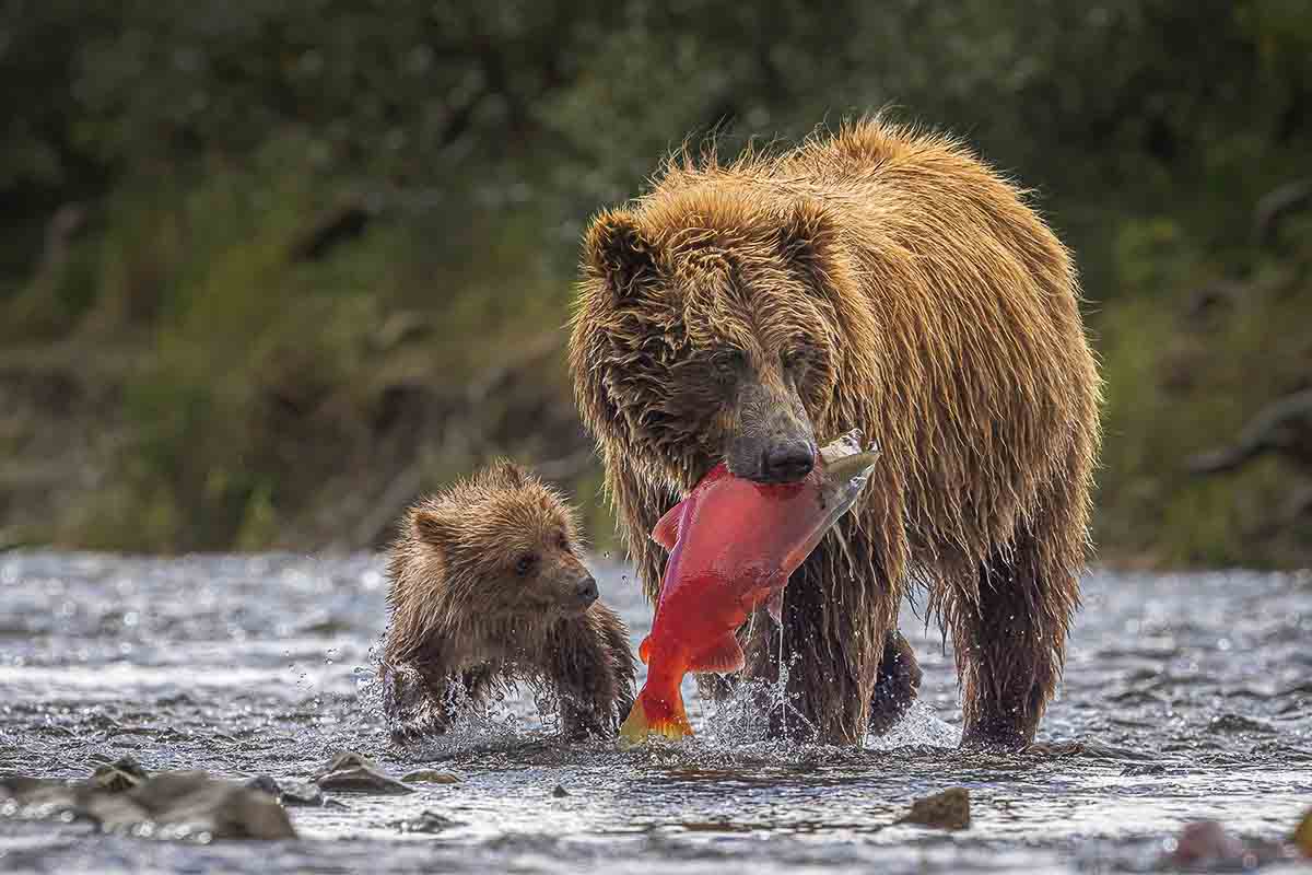 grizzly met jong die een zalm heeft gevangen - Jacquie Matechuk - NPOTY Foto van twee apen gemaakt door fotograaf Marsel van Oosten bij Nature Talks Fotofestival