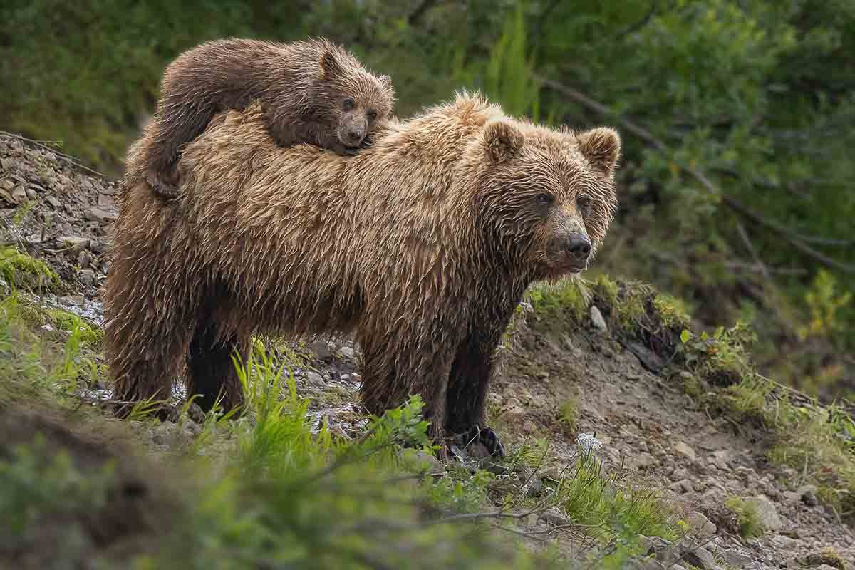 grizzly met jong op de rug - Jacquie Matechuk - NPOTY Foto van woestijn gemaakt door fotograaf Marsel van Oosten bij Nature Talks Fotofestival