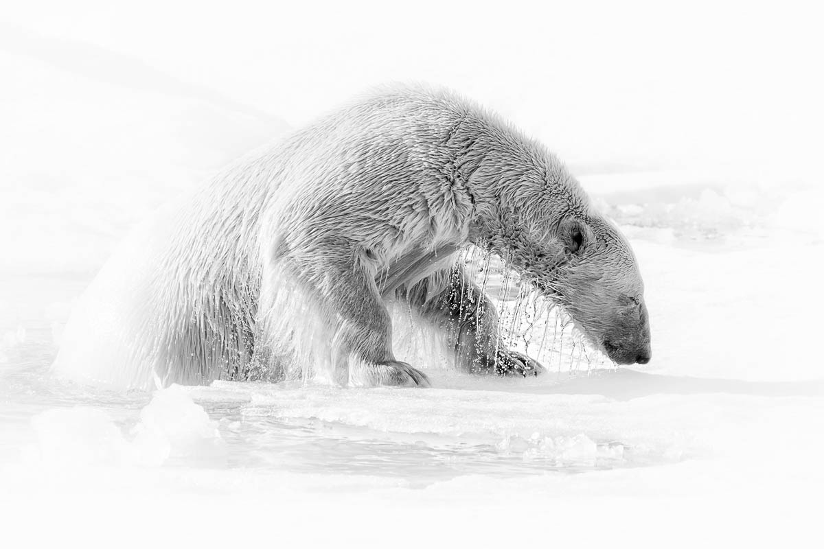 ijsbeer komt uit het water - marco gaiotti 