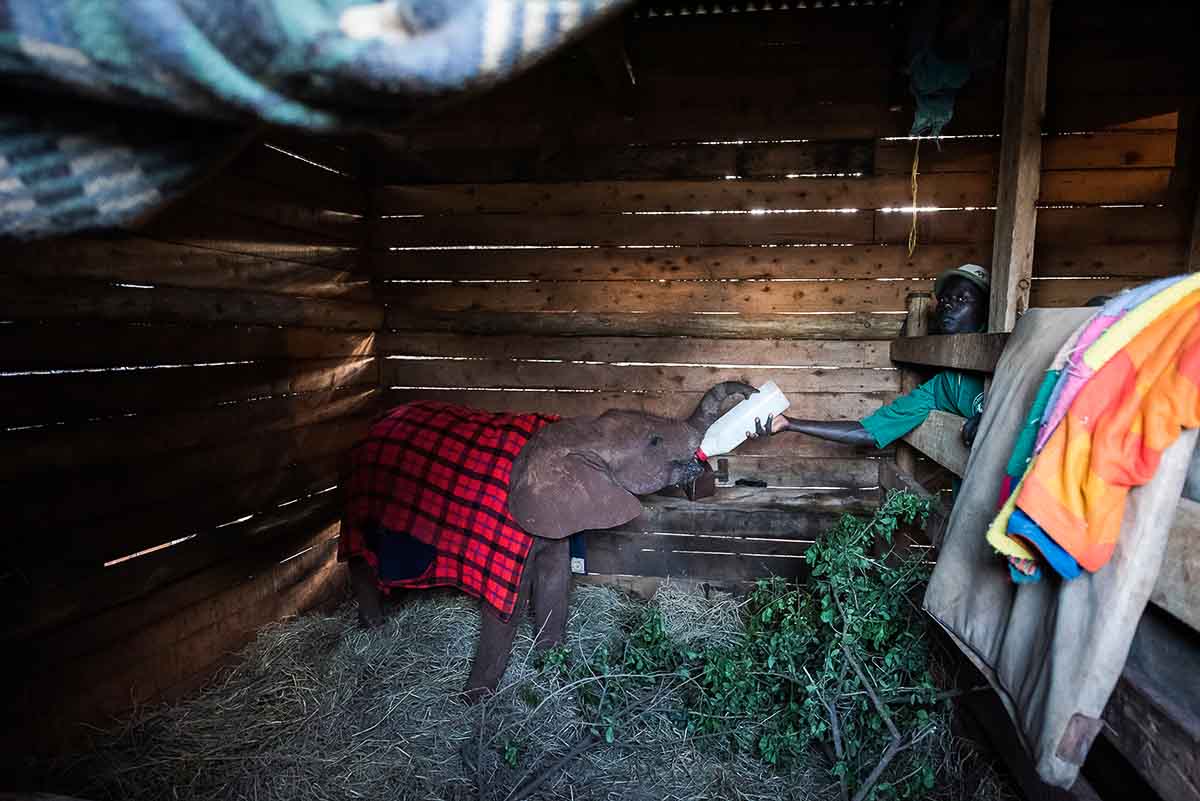 jonge olifant wordt gevoerd - joan de la malla - nature talks photo festival