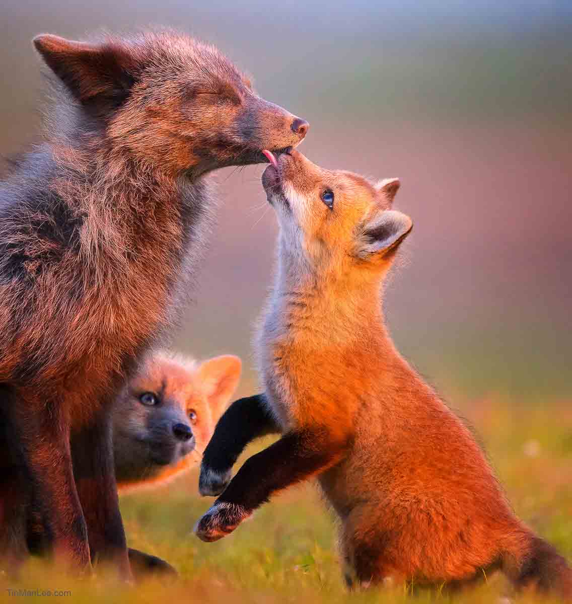 Federico Veronesi Nature talks Online Photo Festival