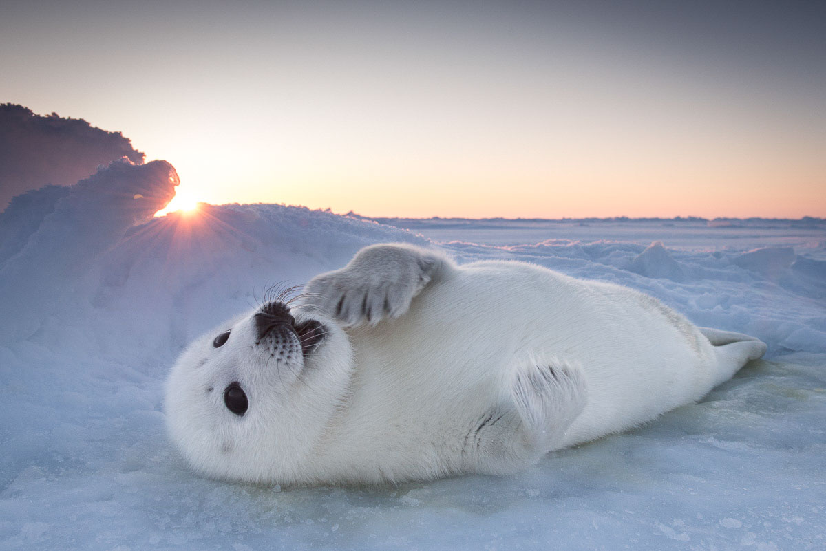 jonge zeehonden pup - Ellen Cuylaerts - NPOTY