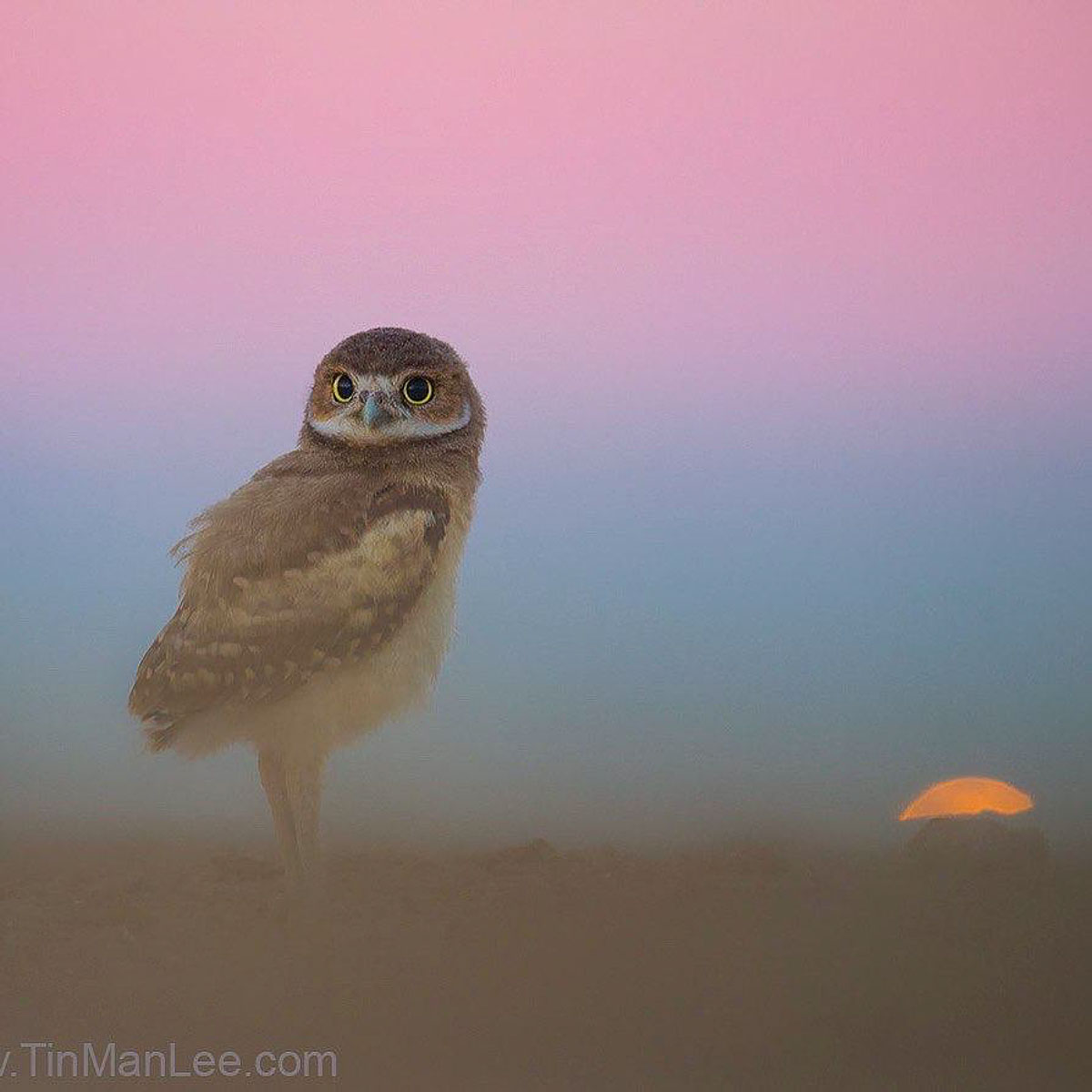 Marsel van Oosten Nature Talks Photo Festival 2020