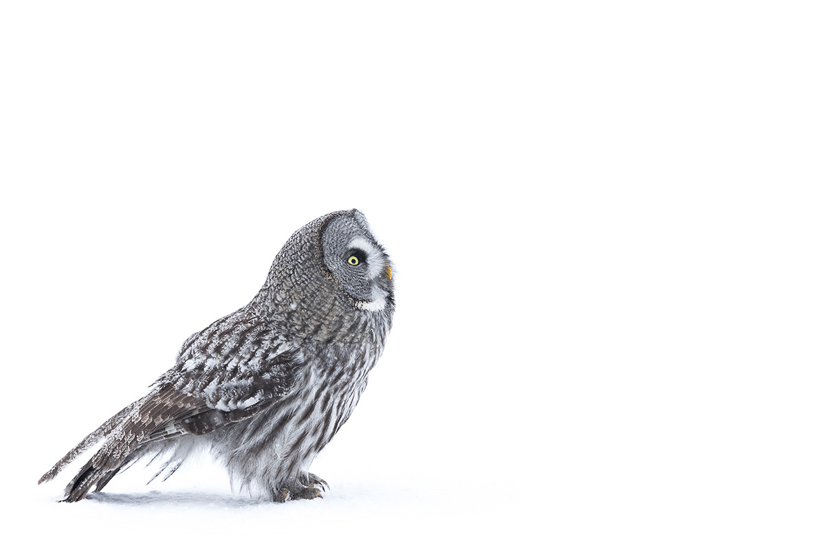 laplanduil in de sneeuw - stefan gerrits - NPOTY Vogels Manon Bruijn Nature Talks Fotofestival