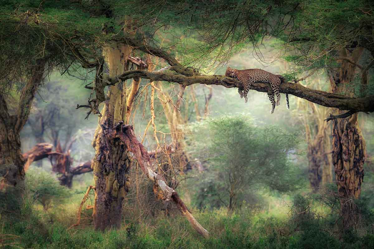 luipaard liggend op een boomstam in het bos - marco gaiotti - NPOTY IJsberen gefotografeerd door Marco Gaiotti