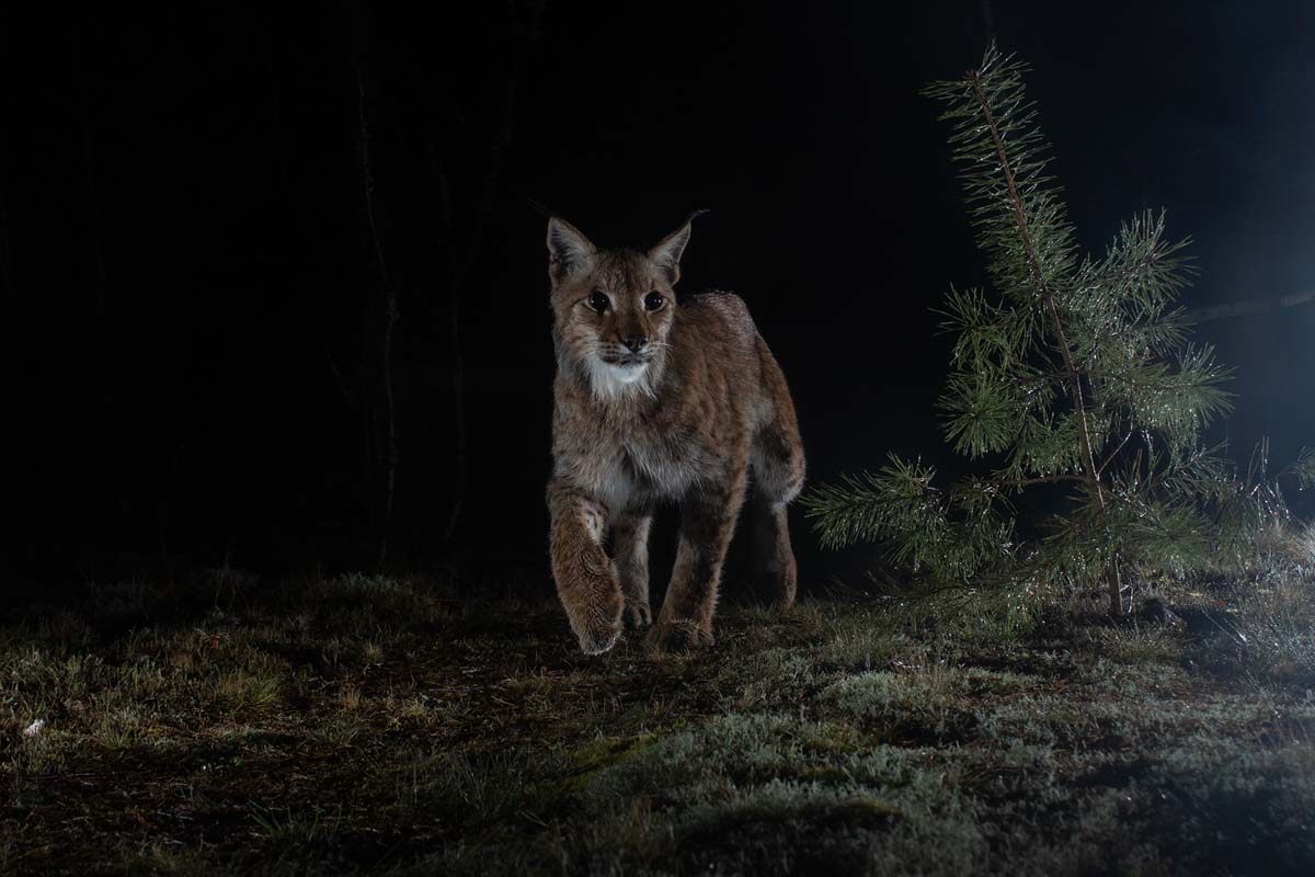 lynx in de nacht - Felix Heintzenberg - nature talks photo festival Foto van woestijn gemaakt door fotograaf Marsel van Oosten bij Nature Talks Fotofestival