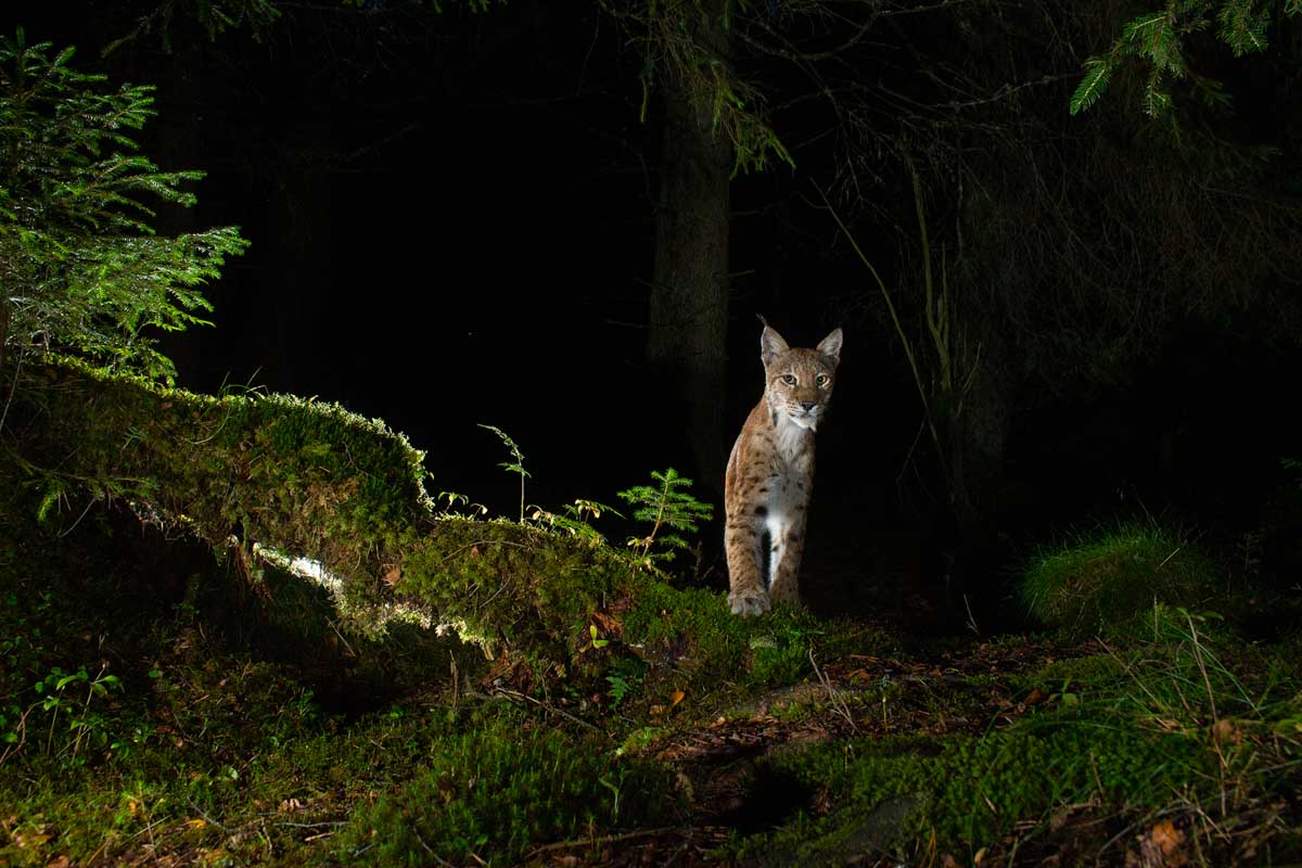 lynx in het bos in de nacht - Felix Heintzenberg - nature talks photo festival IJsgrot gemaakt door fotograaf Marsel van Oosten bij Nature Talks Fotofestival
