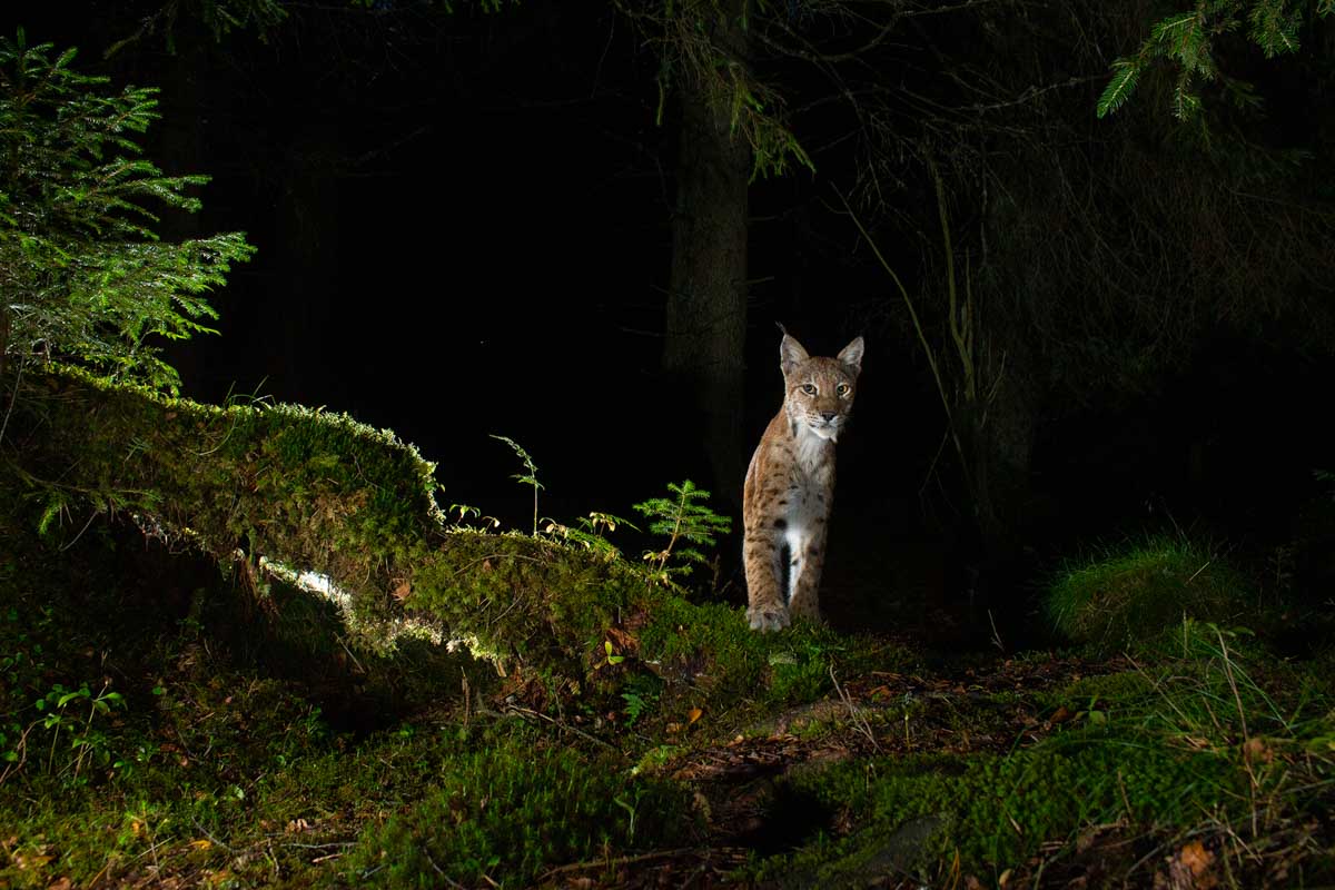 IJsgrot gemaakt door fotograaf Marsel van Oosten bij Nature Talks Fotofestival