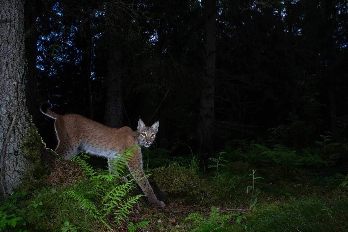 lynx lopend door het bos in de nacht - Felix Heintzenberg - Nature talks photo festival