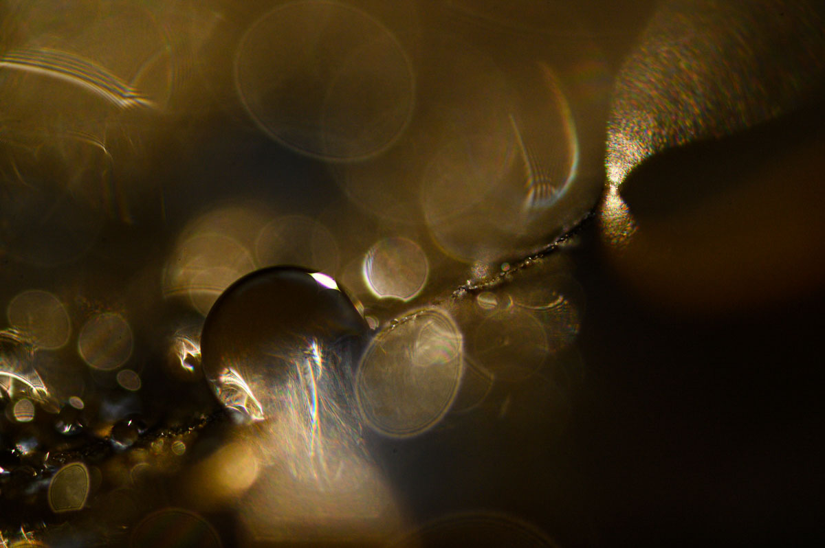 macro opname druppels - andrea gulickx - nature talks photo festival Slak Manon Bruijn Nature Talks Fotofestival