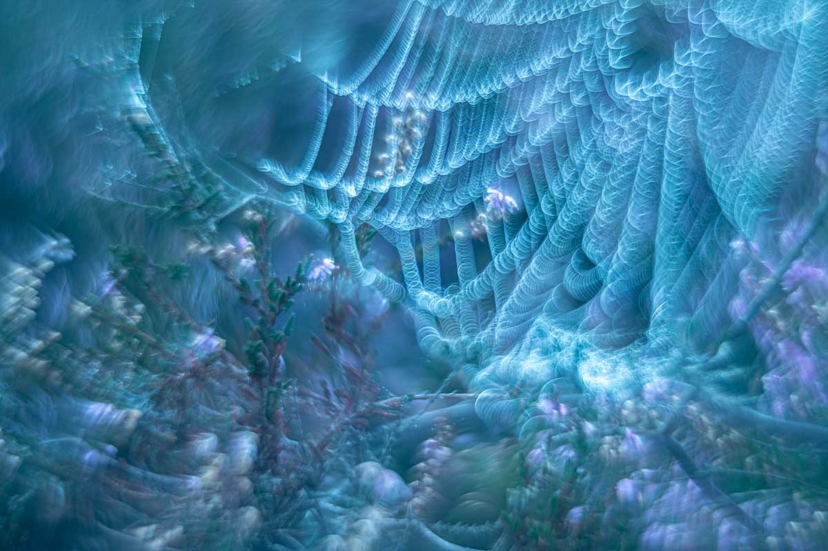 macro opname van een spinnenweb - Andrea Gulickx - nature talks photo festival Hert Manon Bruijn Nature Talks Fotofestival