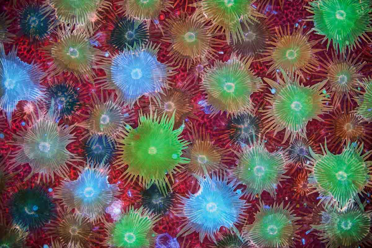 macro opnamen - david maitland - nature talks photo festival