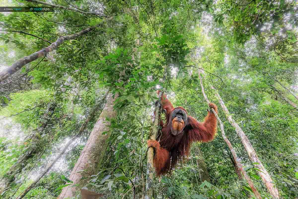 orang oetang - Marco gaiotti - NPOTY IJsbeer gefotografeerd door Marco Gaiotti
