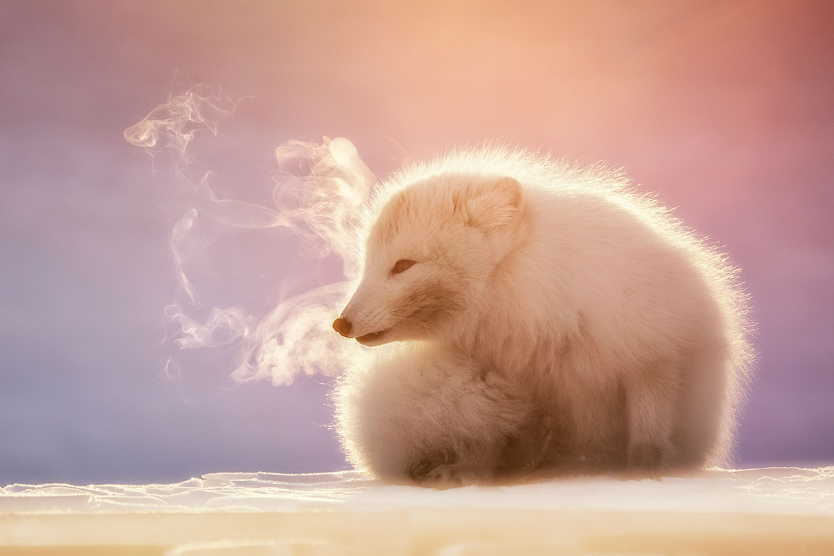 poolvos met tegenlicht - marco gaiotti - NPOTY Wederopstanding gemaakt door fotograaf Marsel van Oosten bij Nature Talks Fotofestival