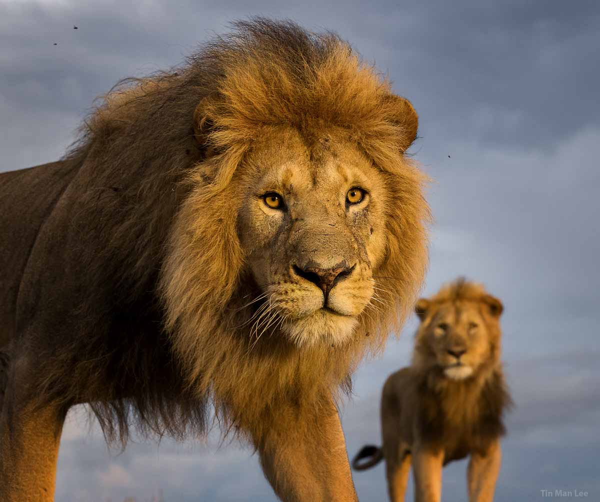 Foto van twee apen gemaakt door fotograaf Marsel van Oosten bij Nature Talks Fotofestival