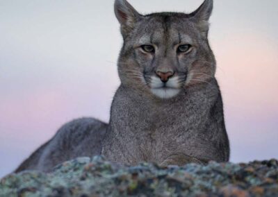 portret van een puma - tin man lee - NPOTY