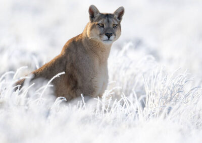 puma in een bevroren landschap - tin man lee - NPOTY