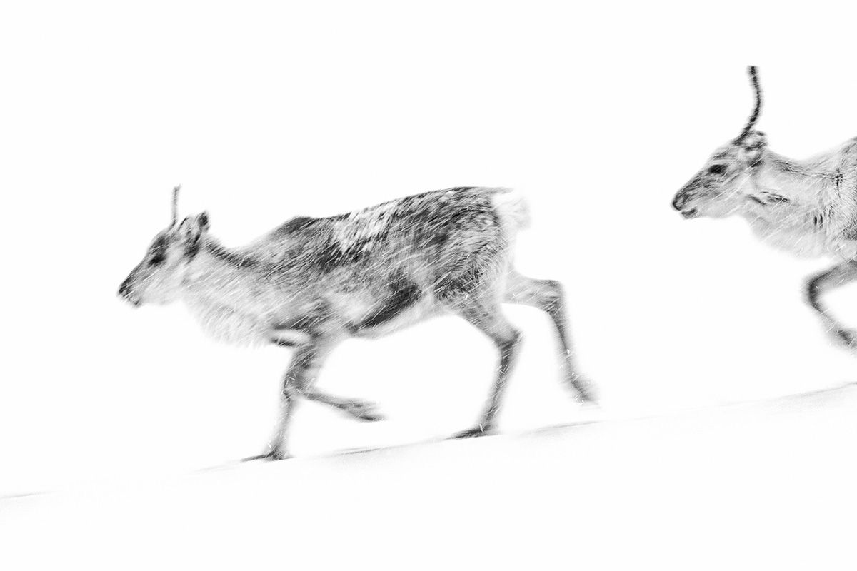 rennende rendieren - stefan gerrits - NPOTY Hert Manon Bruijn Nature Talks Fotofestival