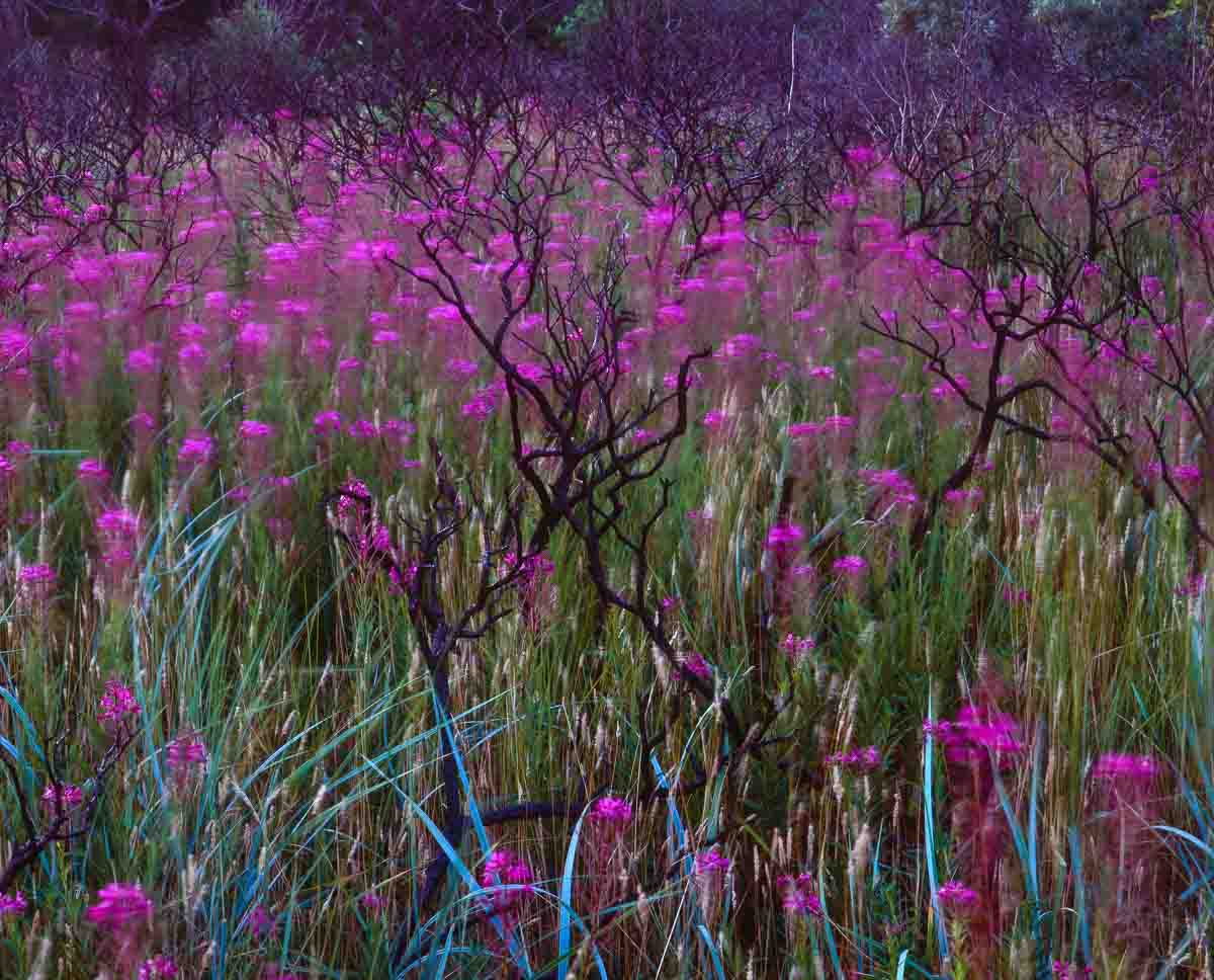 roze bloemen in het landschap - Perspectief zonder horizon - ruben smit- nature talks photo festival