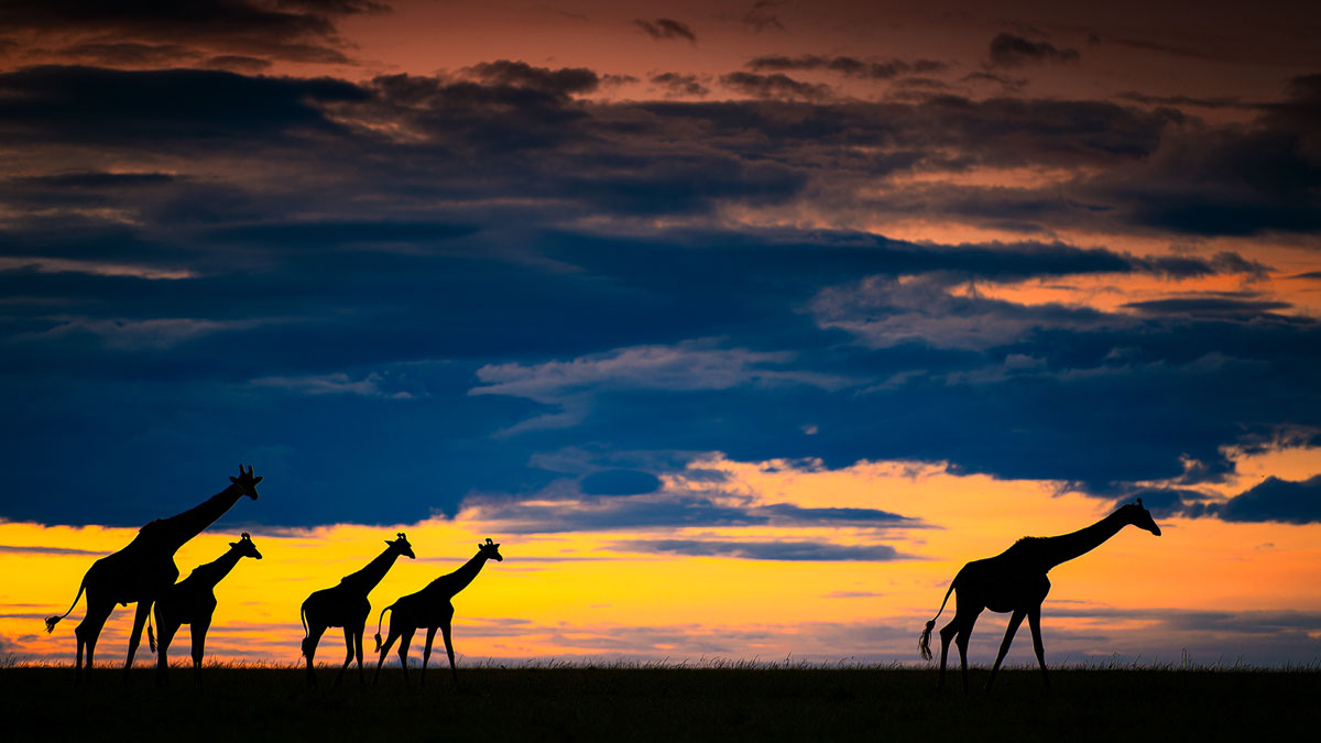silhouets van giraffen in tegenlicht - Yvette-van-Bommel- nature talks photo festival Foto van twee apen gemaakt door fotograaf Marsel van Oosten bij Nature Talks Fotofestival