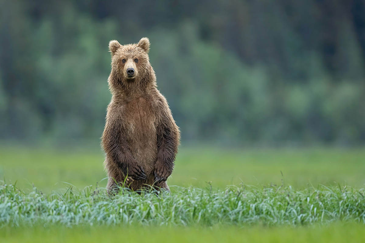 staande grizzly beer - Jacquie Matechuk - NPOTY Wederopstanding gemaakt door fotograaf Marsel van Oosten bij Nature Talks Fotofestival