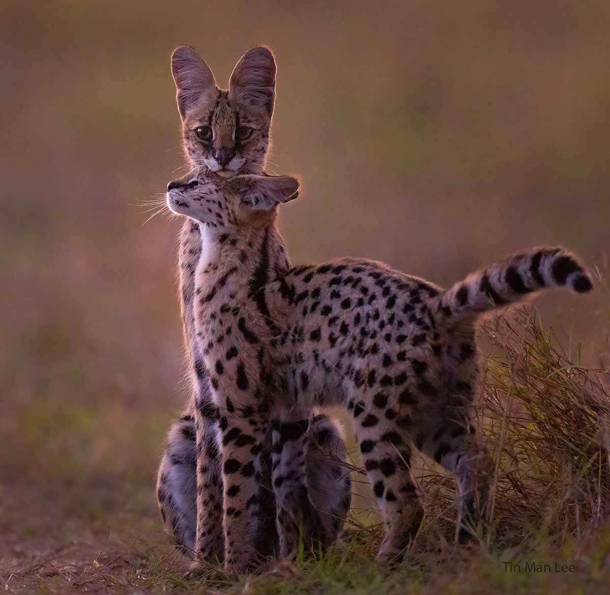 twee servals - tin man lee - NPOTY Uil gefotografeerd door fotograaf Tin Man Lee voor Nature Talks Fotofestival