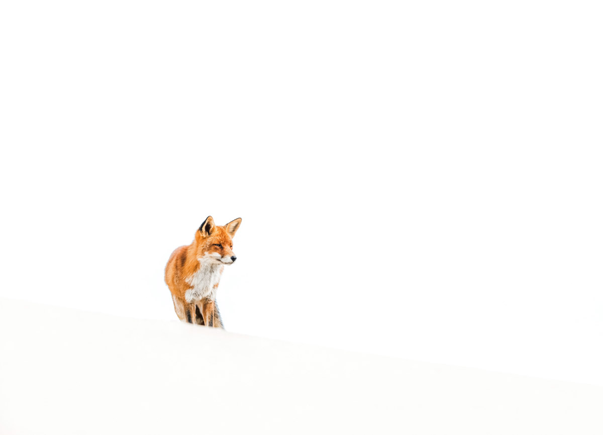 vos in de sneeuw - Manon Bruijn - nature talks photo festival Vogels Manon Bruijn Nature Talks Fotofestival