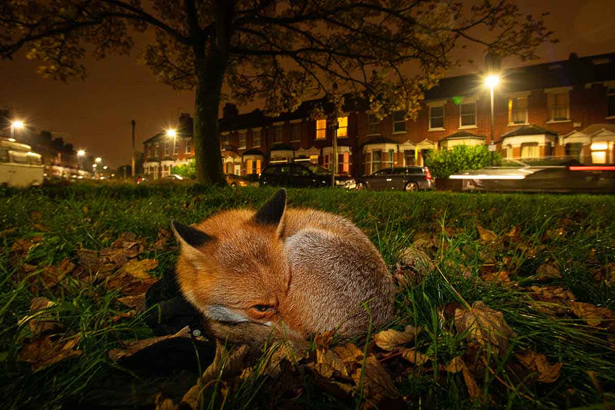 vos ligt op straat in de nacht - matthew maran - nature talks photo festival