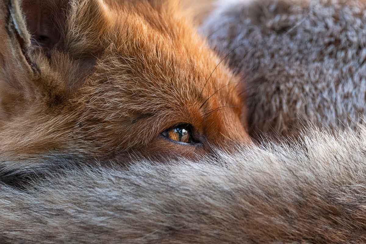vos -matthew maran- nature talks photo festival