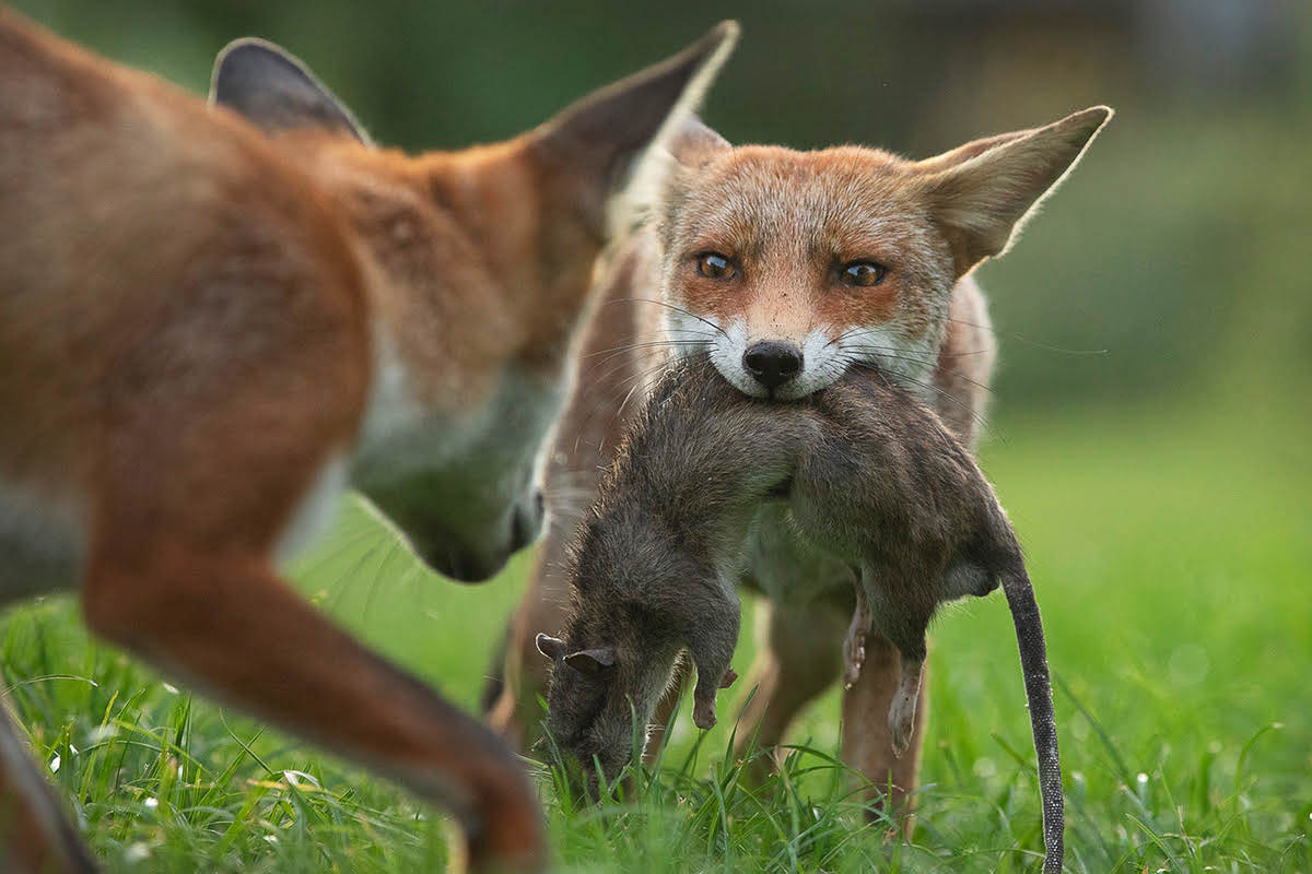 vos met een rat in zijn bek - matthew maran- nature talks photo festival