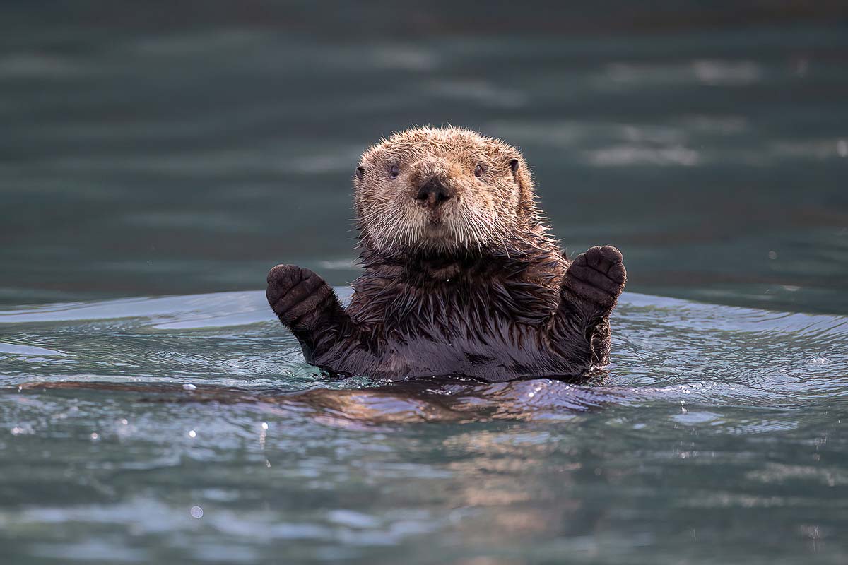zeeotter in het water - Jacquie Matechuk - NPOTY IJsgrot gemaakt door fotograaf Marsel van Oosten bij Nature Talks Fotofestival