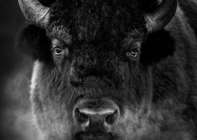 zwart wit portret van een bizon - tin man lee - NPOTY