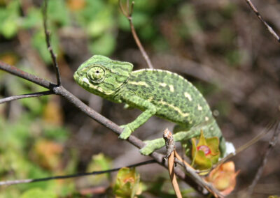 Europese kameleon op tak in andalusie