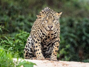 Fotoreis Pantanal in Brazilië