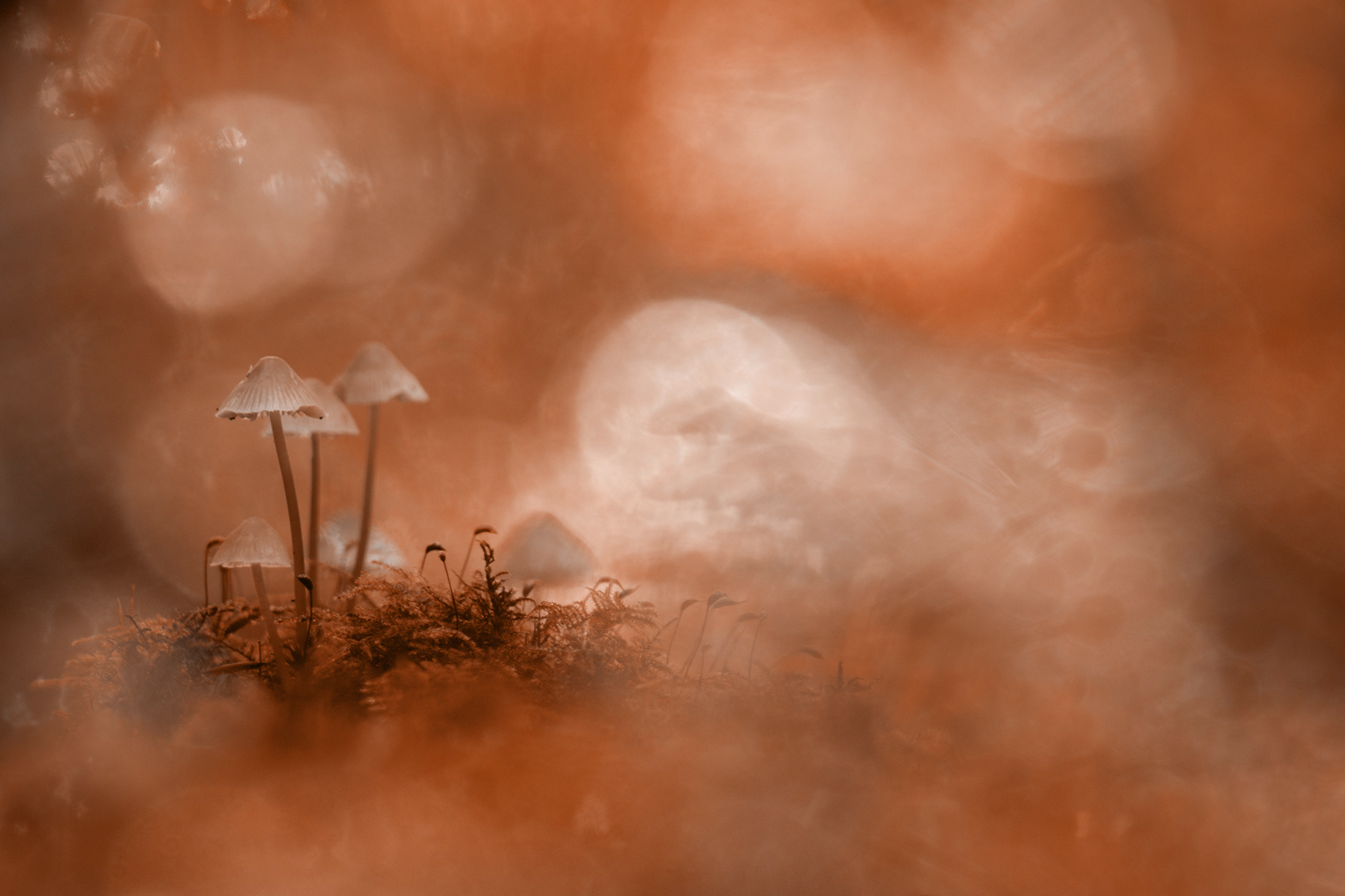 paddenstoelen - elles rijsdijk - nature talks photo festival