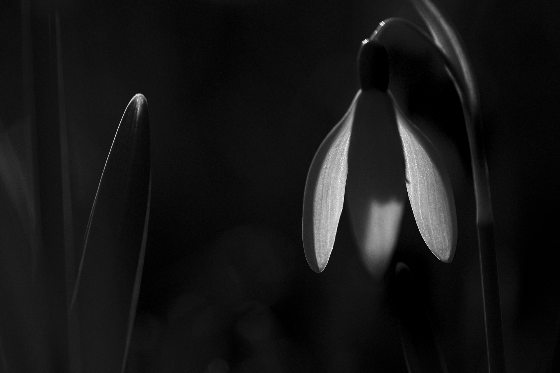 sneeuwklokje in zwart wit - Elles Rijsdijk - Nature talks photo festival